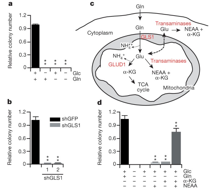 glutathione vs glutamine cancer Glutamine supports pancreatic cancer growth through a KRAS-regulated  metabolic pathway