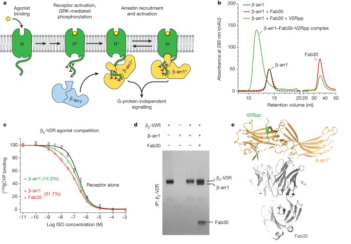 Structure Of Active B Arrestin 1 Bound To A G Protein Coupled Receptor Phosphopeptide Nature