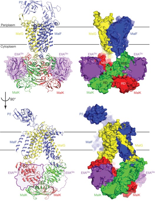 Carbon catabolite repression of the maltose transporter revealed by X-ray crystallography
