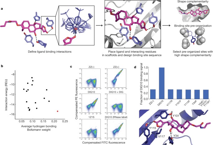Computational design of ligand-binding proteins with high affinity and  selectivity | Nature