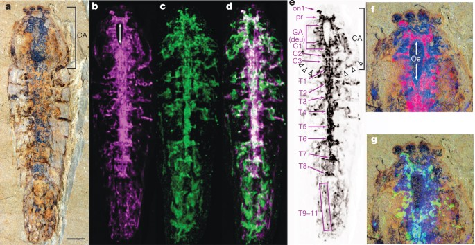 Chelicerate neural ground pattern in a cambrian great appendage arthropod