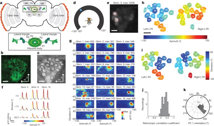 Feature detection and orientation tuning in the Drosophila central complex  | Nature