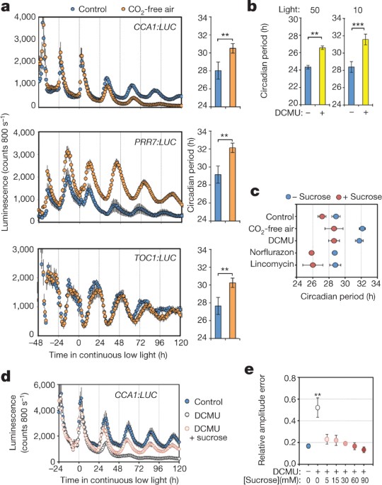 Photosynthetic entrainment of the arabidopsis thaliana circadian clock