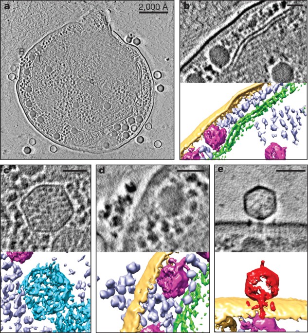 Visualizing virus assembly intermediates inside marine cyanobacteria