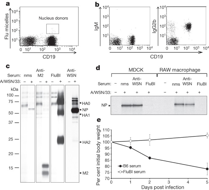 Antigen-specific b-cell receptor sensitizes b cells to infection by influenza virus