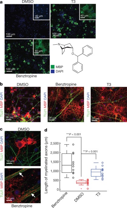 bpc-157 multiple sclerosis study Peptides for multiple sclerosis treatment? main image 0