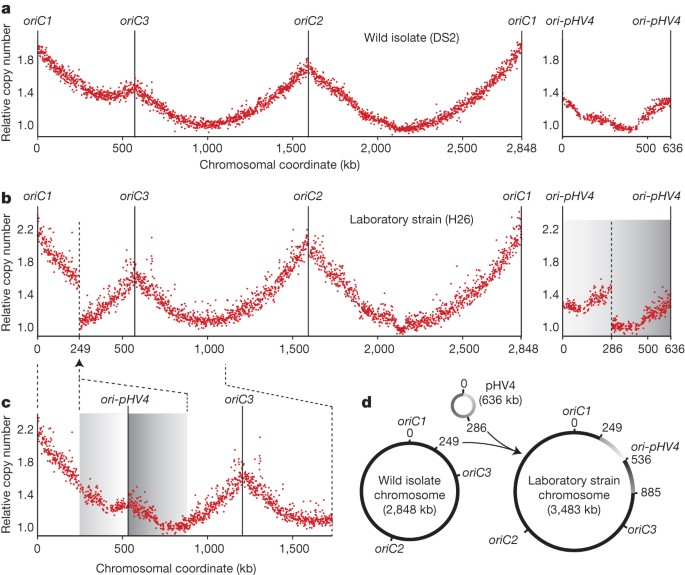 absence of dna replication origins