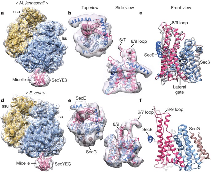 Structure of the secy channel during initiation of protein translocation