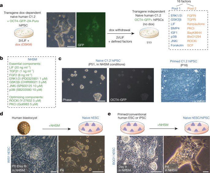 Derivation of novel human ground state naive pluripotent stem cells