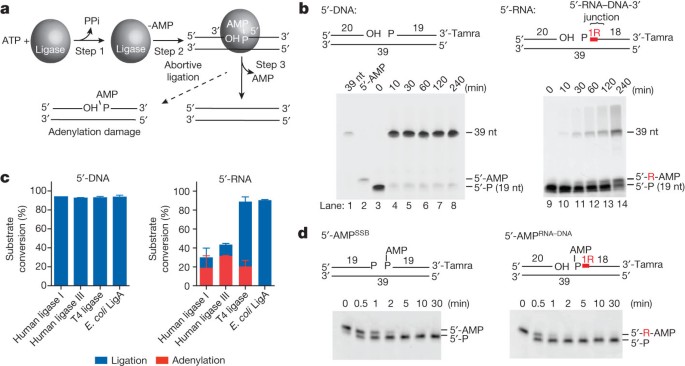 aprataxin-resolves-adenylated-rna-dna-junctions-to-maintain-genome-integrity-nature