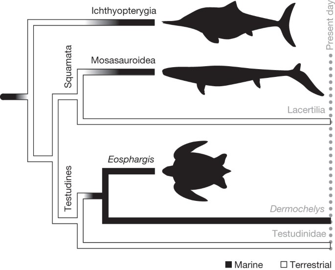 Download Skin Pigmentation Provides Evidence Of Convergent Melanism In Extinct Marine Reptiles Nature