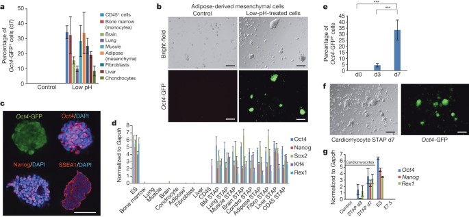 STAP cells are derived from ES cells