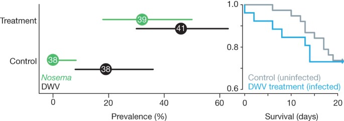 Disease Associations Between Honeybees And Bumblebees As A Threat To Wild Pollinators Nature<script async src=