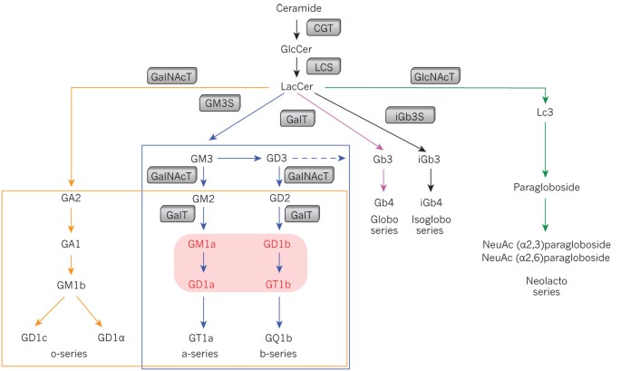 lysosomal storage disorders | Nature