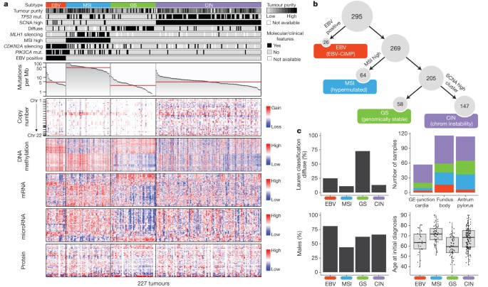 Papilloma virus taxonomy - Gastric cancer molecular subtypes