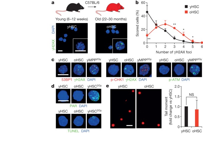 Replication Stress Is A Potent Driver Of Functional Decline In Ageing Haematopoietic Stem Cells Nature