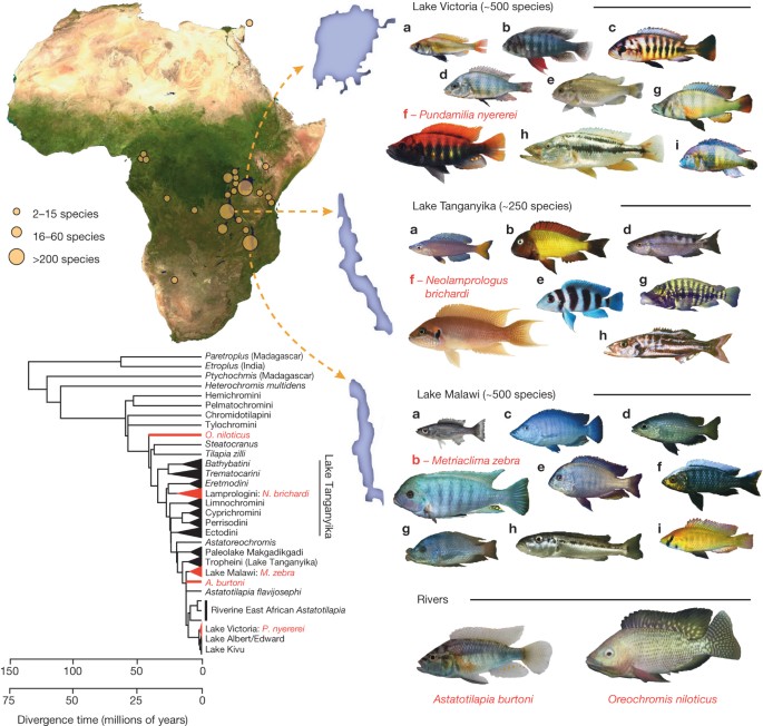 The genomic substrate for adaptive radiation in African cichlid fish |  Nature