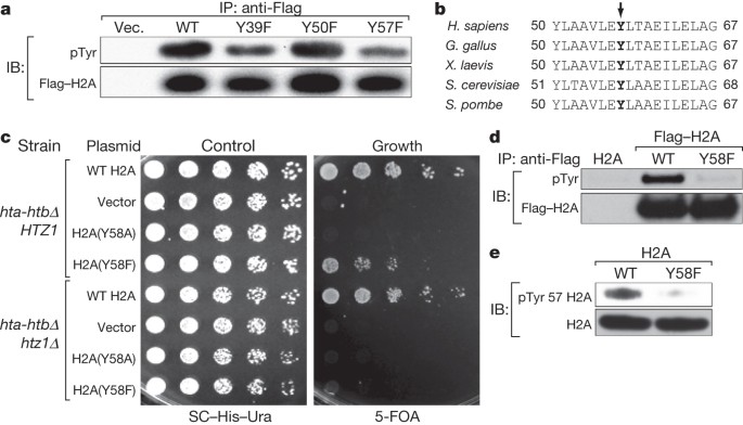 Tyrosine phosphorylation of histone H2A by CK2 regulates transcriptional  elongation | Nature