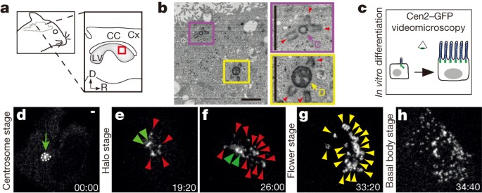 Centriole Amplification By Mother And Daughter Centrioles Differs In Multiciliated Cells Nature