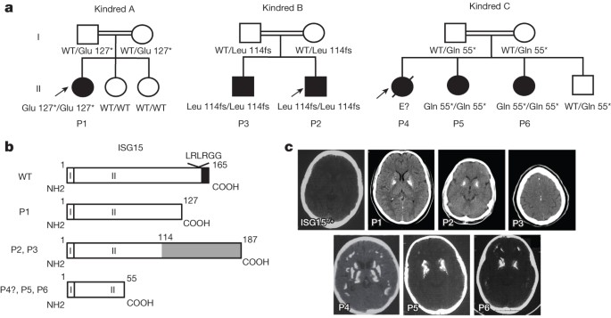 Human Intracellular Isg15 Prevents Interferon A B Over