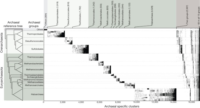 Origins of major archaeal clades correspond to gene acquisitions from bacteria