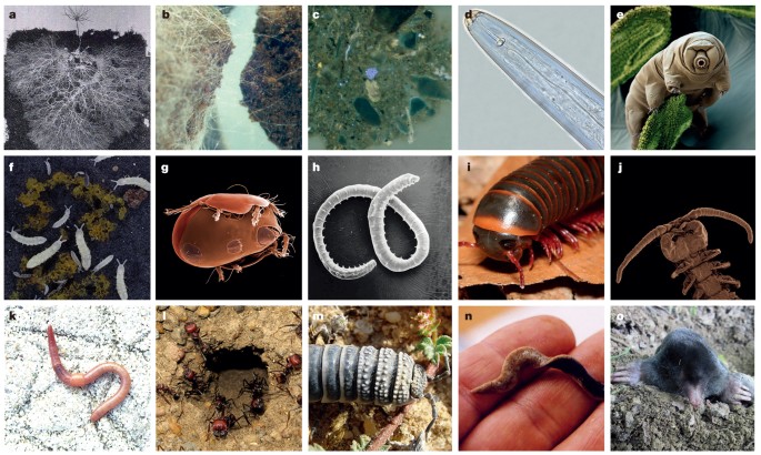 Belowground biodiversity and ecosystem functioning