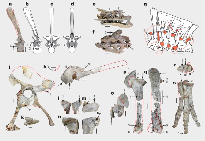 Resolving the long-standing enigmas of a giant ornithomimosaur Deinocheirus  mirificus