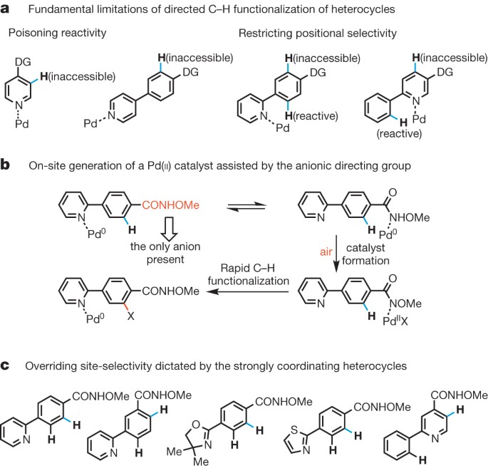 Overcoming the limitations of directed c–h functionalizations of heterocycles
