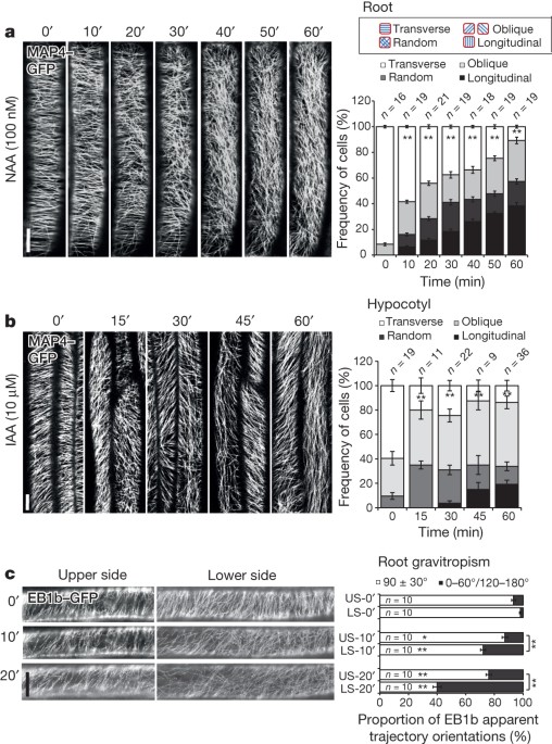 Inhibition of cell expansion by rapid abp1-mediated auxin effect on microtubules