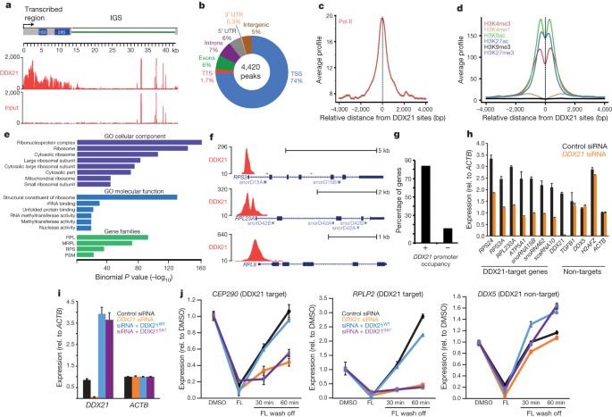 Rna helicase ddx21 coordinates transcription and ribosomal rna processing