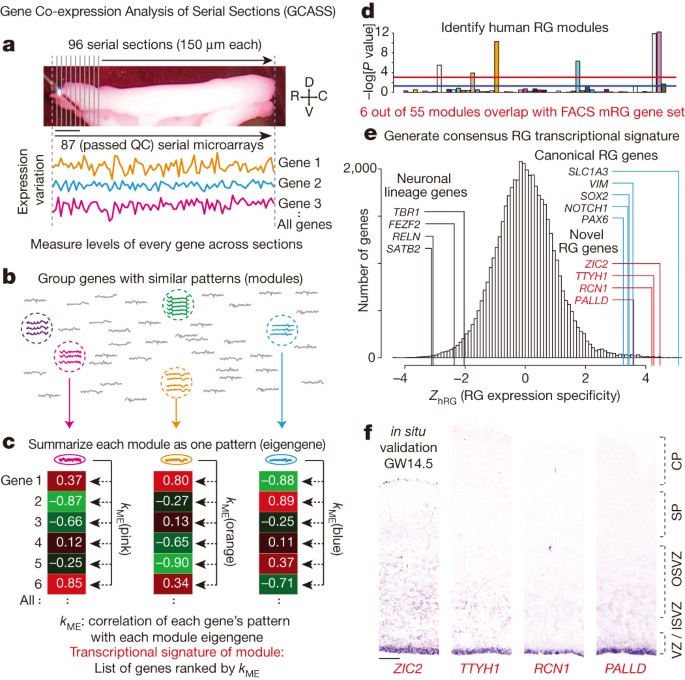 Radial glia require pdgfd–pdgfrβ signalling in human but not mouse neocortex