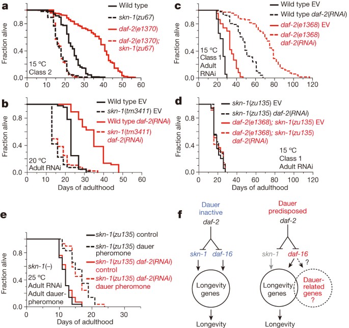 igf-1 lr3 cycle length desensitization Dauer-independent insulin/IGF-1-signalling implicates collagen remodelling in longevity