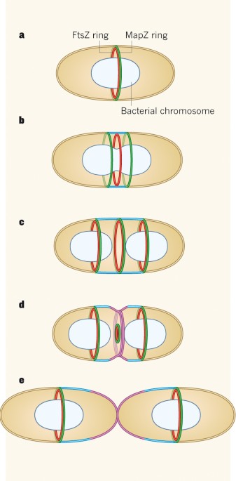 A beacon for bacterial tubulin