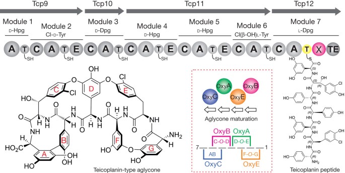 X Domain Of Peptide Synthetases Recruits Oxygenases Crucial For Glycopeptide Biosynthesis Nature