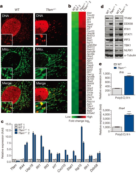 Mitochondrial dna stress primes the antiviral innate immune response