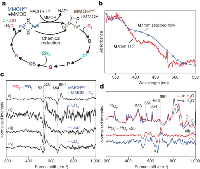 Structure Of The Key Species In The Enzymatic Oxidation Of Methane To Methanol Nature