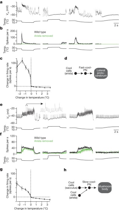 Thermosensory processing in the Drosophila brain