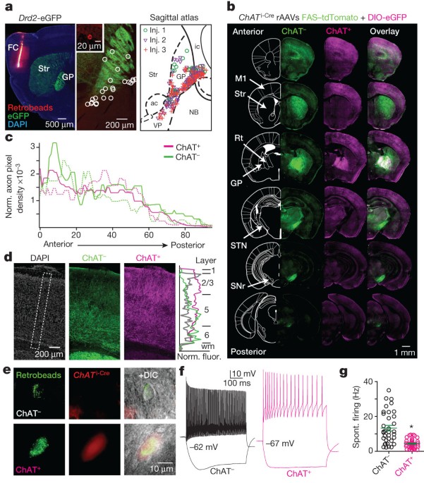 A Direct Gabaergic Output From The Basal Ganglia To Frontal Cortex Nature