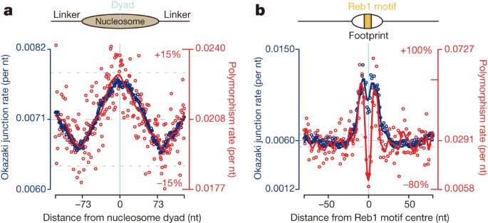 Lagging-strand replication shapes the mutational landscape of the genome |  Nature