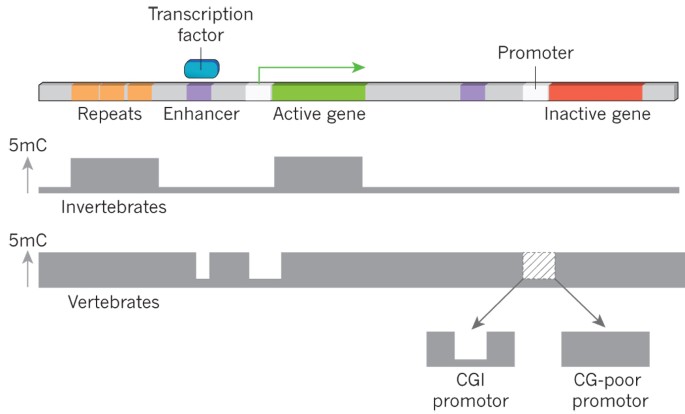 Function and information content of DNA methylation | Nature