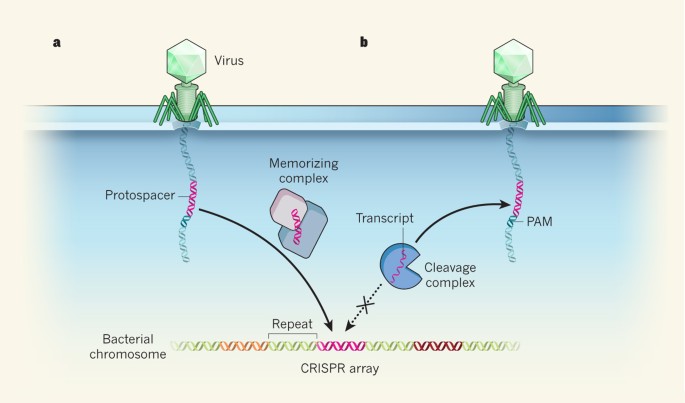 How bacteria get spacers from invaders
