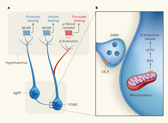 A cellular basis for the munchies
