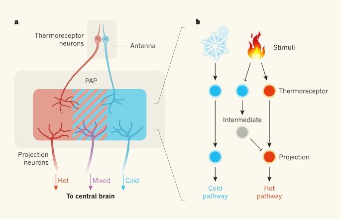 Hot On The Trail Of Temperature Processing Nature