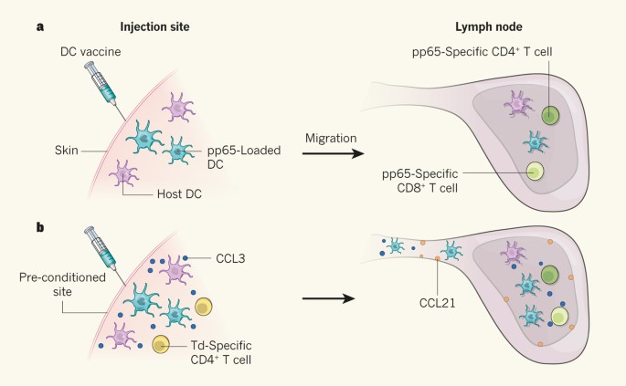 Dendritic Cell Vaccines On The Move Nature
