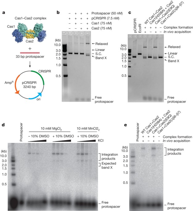 Integrase-mediated spacer acquisition during crispr–cas adaptive immunity