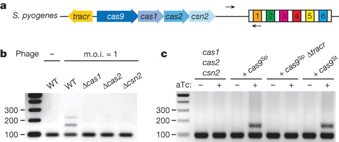Cas9 specifies functional viral targets during crispr–cas adaptation