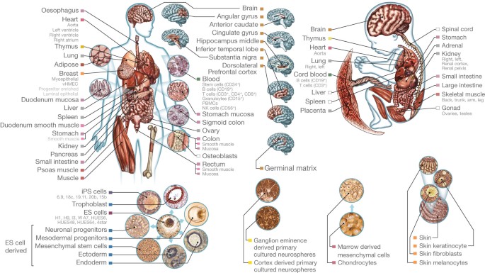 the story of the human body by daniel liberman pdf