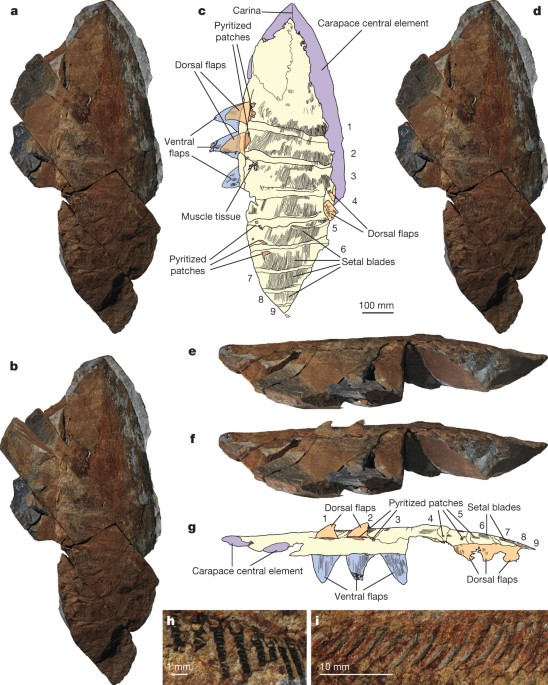 Anomalocaridid Trunk Limb Homology Revealed By A Giant Filter