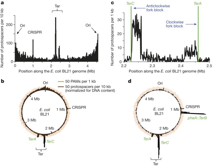 crispr adaptation biases explain