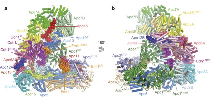 Atomic structure of the APC/C and its mechanism of protein